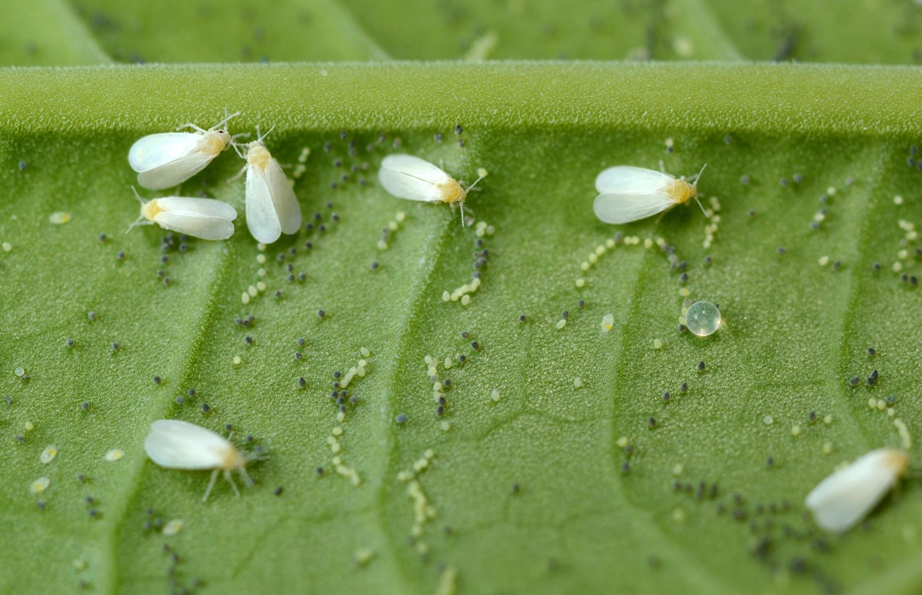 Garden pest: greenhouse whitefly